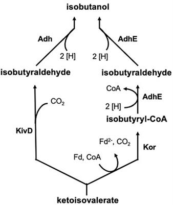 Isobutanol Production by Autotrophic Acetogenic Bacteria